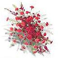Red Rose Buds and Blooms