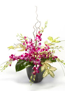 Exotic Orchids in a Vase