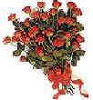 Red Roses