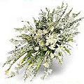 Spray of White Flowers