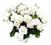 White Roses Bouquet