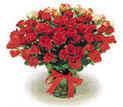 Long Stem Red Roses